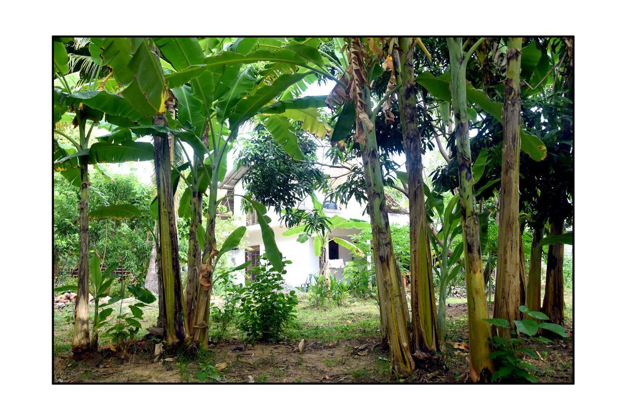 Sun And Green Eco Lodge - דמבולה מראה חיצוני תמונה