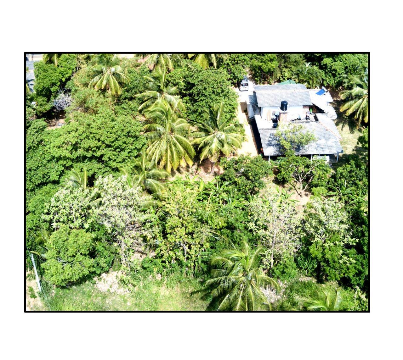 Sun And Green Eco Lodge - דמבולה מראה חיצוני תמונה