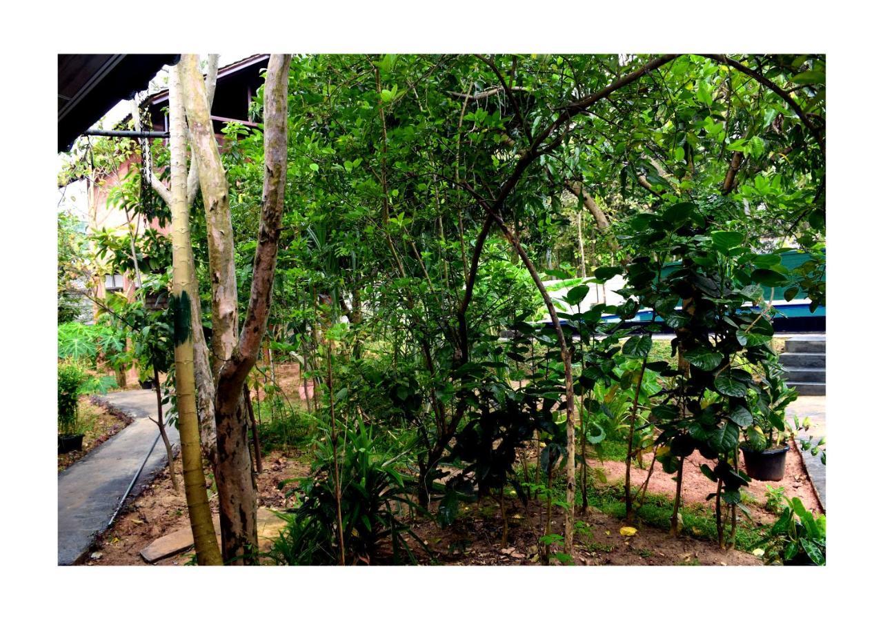 Sun And Green Eco Lodge - דמבולה מראה חיצוני תמונה