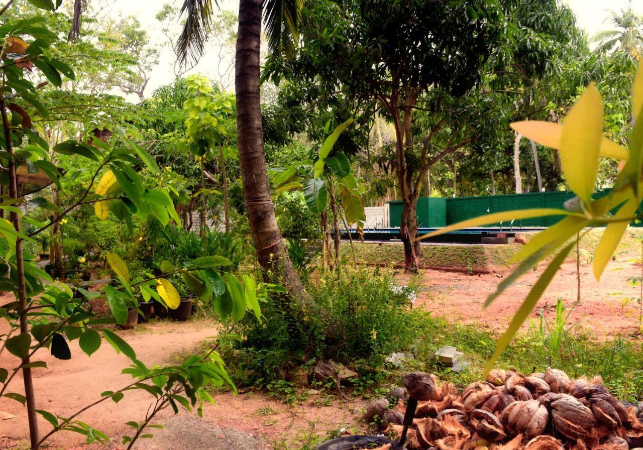 Sun And Green Eco Lodge - דמבולה מראה חיצוני תמונה