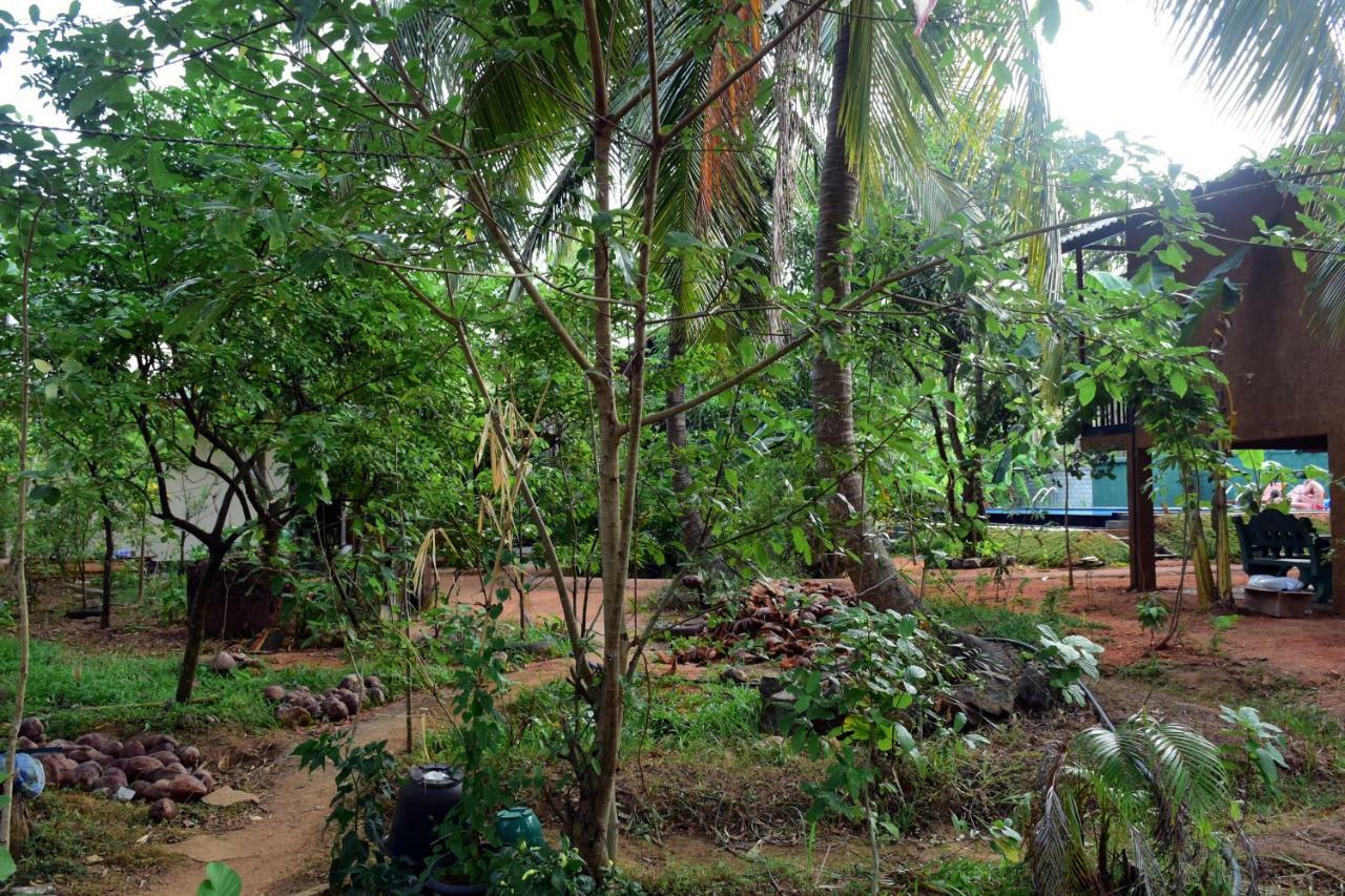 Sun And Green Eco Lodge - דמבולה מראה חיצוני תמונה